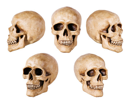 synthetical skull many angle view on white with clipping path