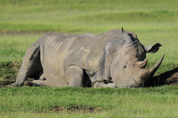 Obraz premium The Rhinoceros (Rhinocerotidae), lake Nakuru, Kenya