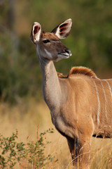 Kudu antelope (Tragelaphus strepsiceros), South Africa