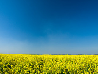 Obraz premium oilseed rape, field