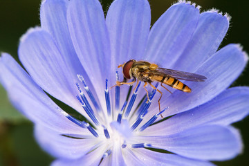 fly on purple flower