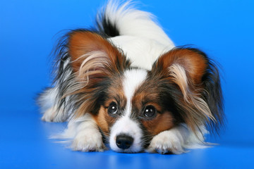 Young papillon