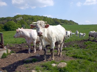 Obraz premium Weide, Landwirtschaft, Kühe