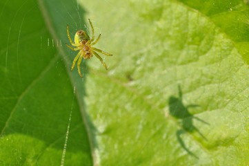 Spinne mit Schatten