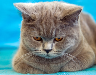 close up of grey cat