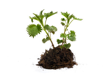Young plant