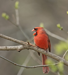 Male Cardinal