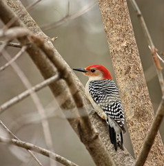 Red-bellied Woodpecker