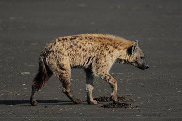 The Spotted Hyena (crocuta crocuta), lake Nakuru, Kenya