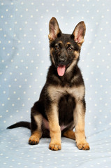 German shepherd Puppy isolated on a blue background
