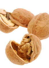 Walnut