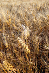 Wheaten field with the ripened ears for harvesting.