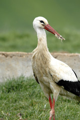 cigüeña blanca