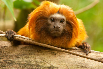 Monkey close-up