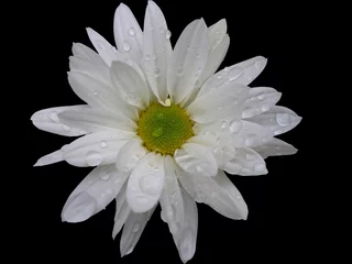 Crédence de cuisine en verre imprimé Marguerites flor aislada