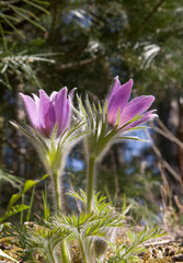 Flowering Pasque flower plant