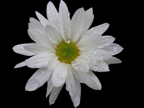 Fototapeta flor aislada