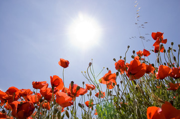 Amapolas al sol