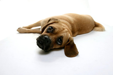 Puppy Puggle laying down