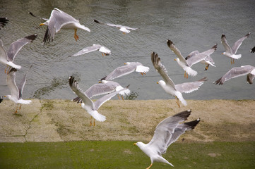 Gaviotas en el puerto