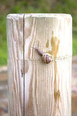 Caracol subiendo por un tronco