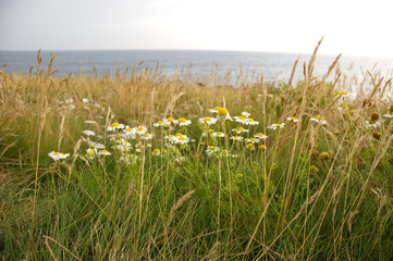 Margaritas cerca del mar