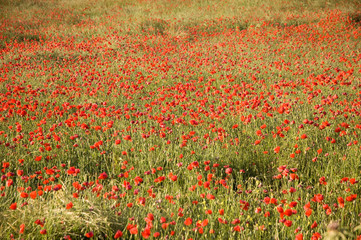 Campo de amapolas