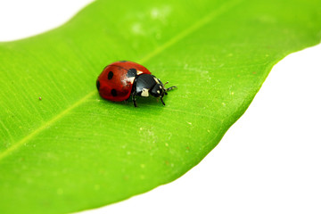 Ladybug