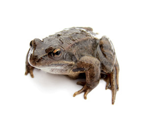 Fototapeta premium Frog