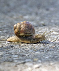 Weinberg Schnecke