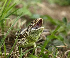 LEZARD