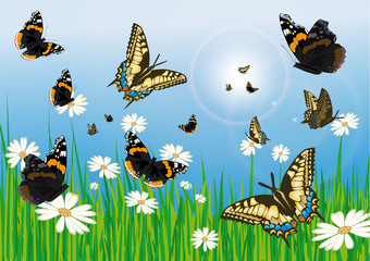 schmetterlingswiese © Liddy Hansdottir