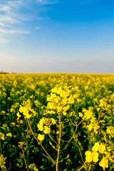 Rapsfeld in der Abendsonne 2