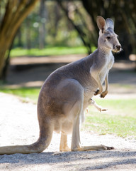 Female red kangaroo