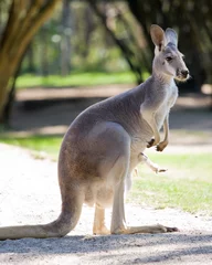 Abwaschbare Fototapete Känguru Weibliches rotes Riesenkänguru
