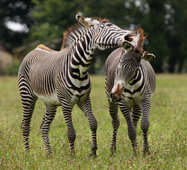 Fototapeta na wymiar A pair of male Zebra fighting
