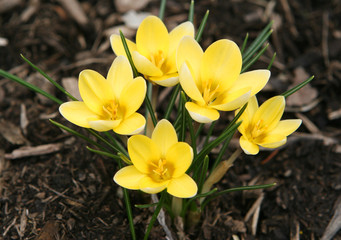 yellow crocus