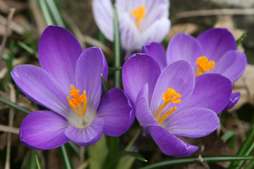 blue crocus