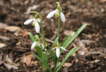 snowdrop