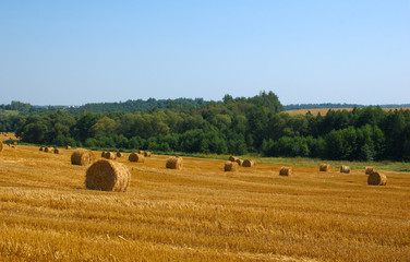 Fototapeta premium belarussian fields