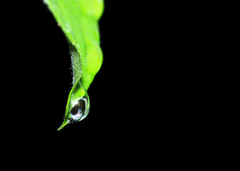 Water drop