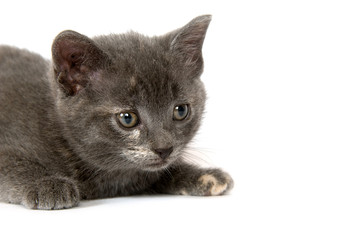 gray kitten stalking