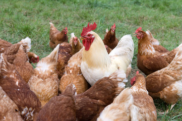 Large rooster and hens