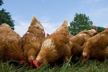 Pasture raised chickens feeding