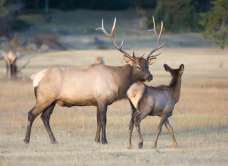 Bull elk and a calf