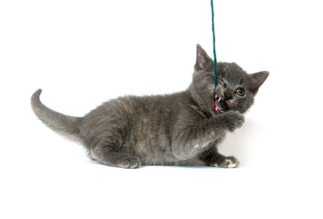 Gray kitten pulling on yarn