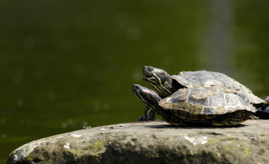 schildkröte