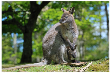 Kangourou et son petit