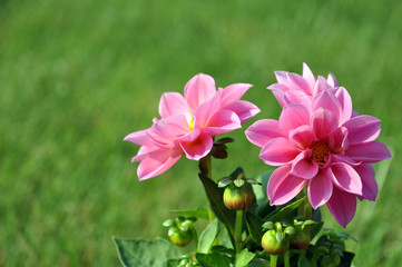 Fototapeta premium Pink Dahlia