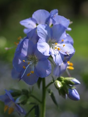 jak niebo-niebieskie © ANA2